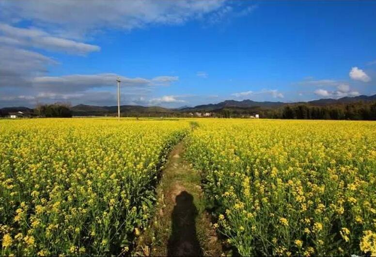 湖南最美看油菜花路線(圖10)