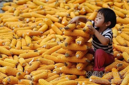 農村的真實生活總有一張讓你感動(圖25)