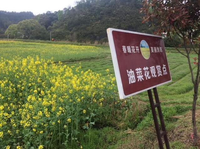 油菜花熱的冷思考(圖2)