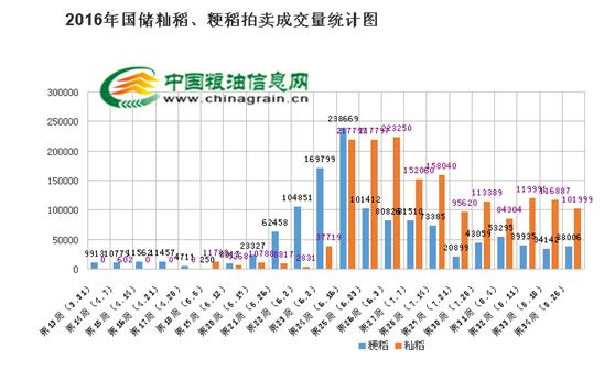 水稻成熟了，收儲能否再續強勢？(圖1)