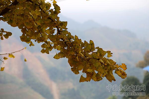 貴州從江:鄉村冬韻惹人醉(圖2)