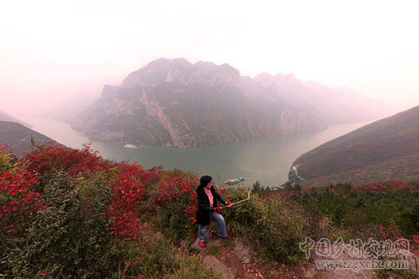 重慶巫山紅葉紅似火神秘壯觀(圖2)