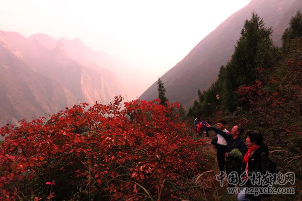 重慶巫山紅葉紅似火神秘壯觀(圖10)