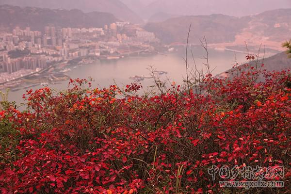 重慶巫山紅葉紅似火神秘壯觀(圖14)